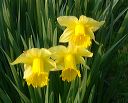 daffodils2.jpg