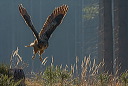 eurasian-eagle-owl.jpg