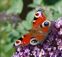 peacock_butterfly.jpg