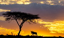 wildebeest-at-sunset.jpg