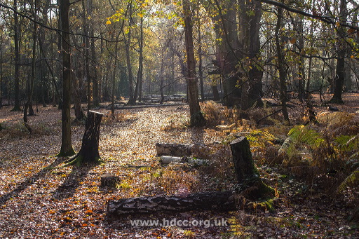 the-clearing-epping-forest.jpg