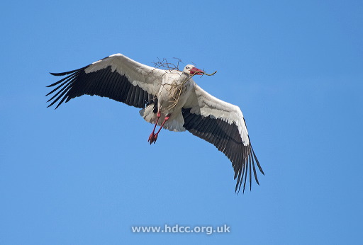 white-stork-with-nesting.jpg